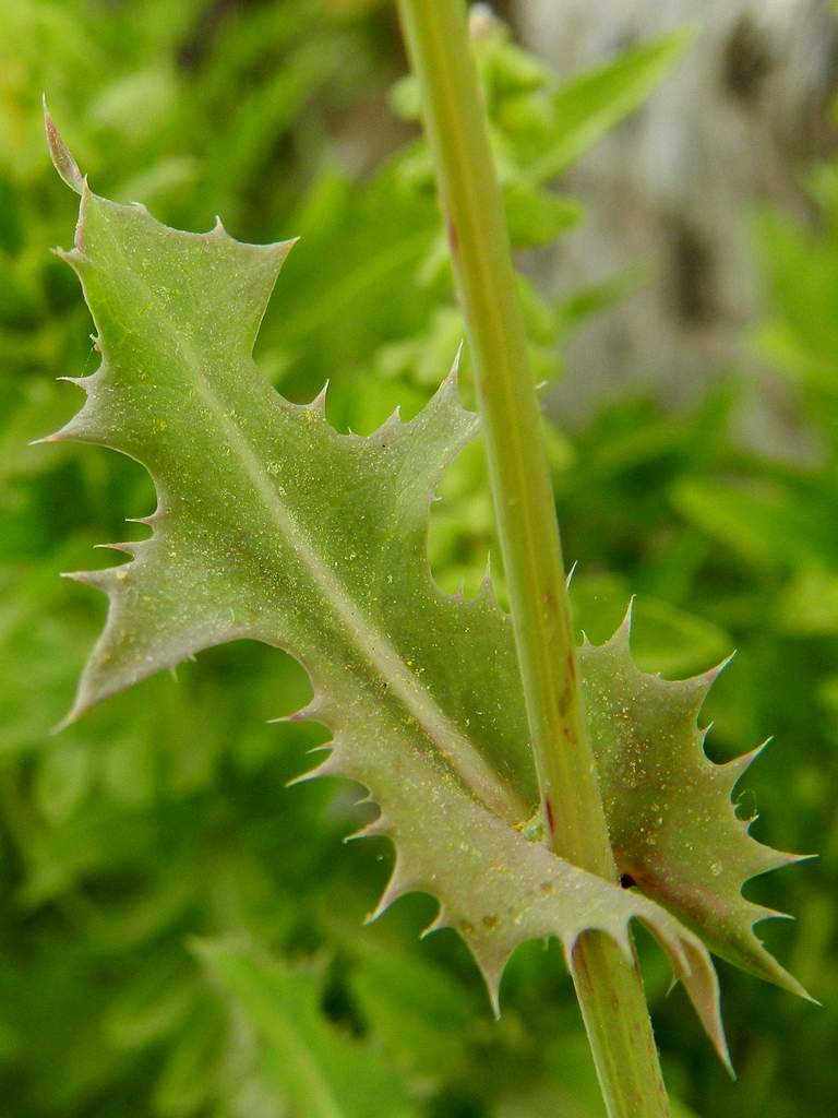 Asteraceae Sonchus sp.